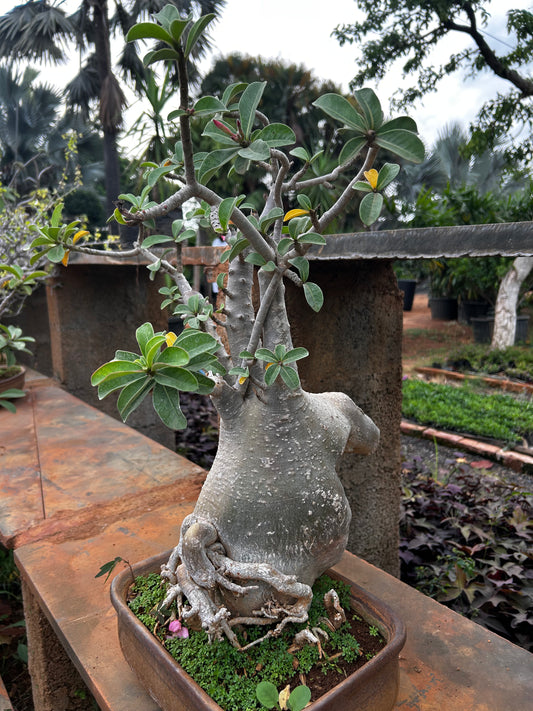 Adenium Bonsai – 15 to 18 Years Old | Desert Rose with Stunning Caudex & Timeless Beauty 03 + Premium White pot.