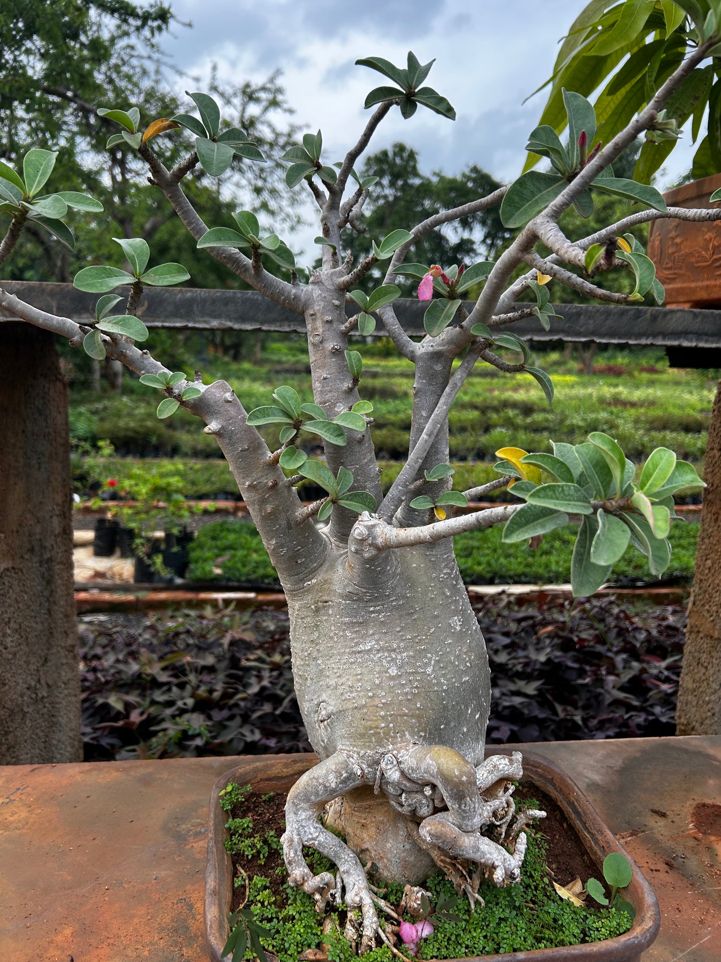 Adenium Bonsai – 15 to 18 Years Old | Desert Rose with Stunning Caudex & Timeless Beauty 04 + Premium White pot.