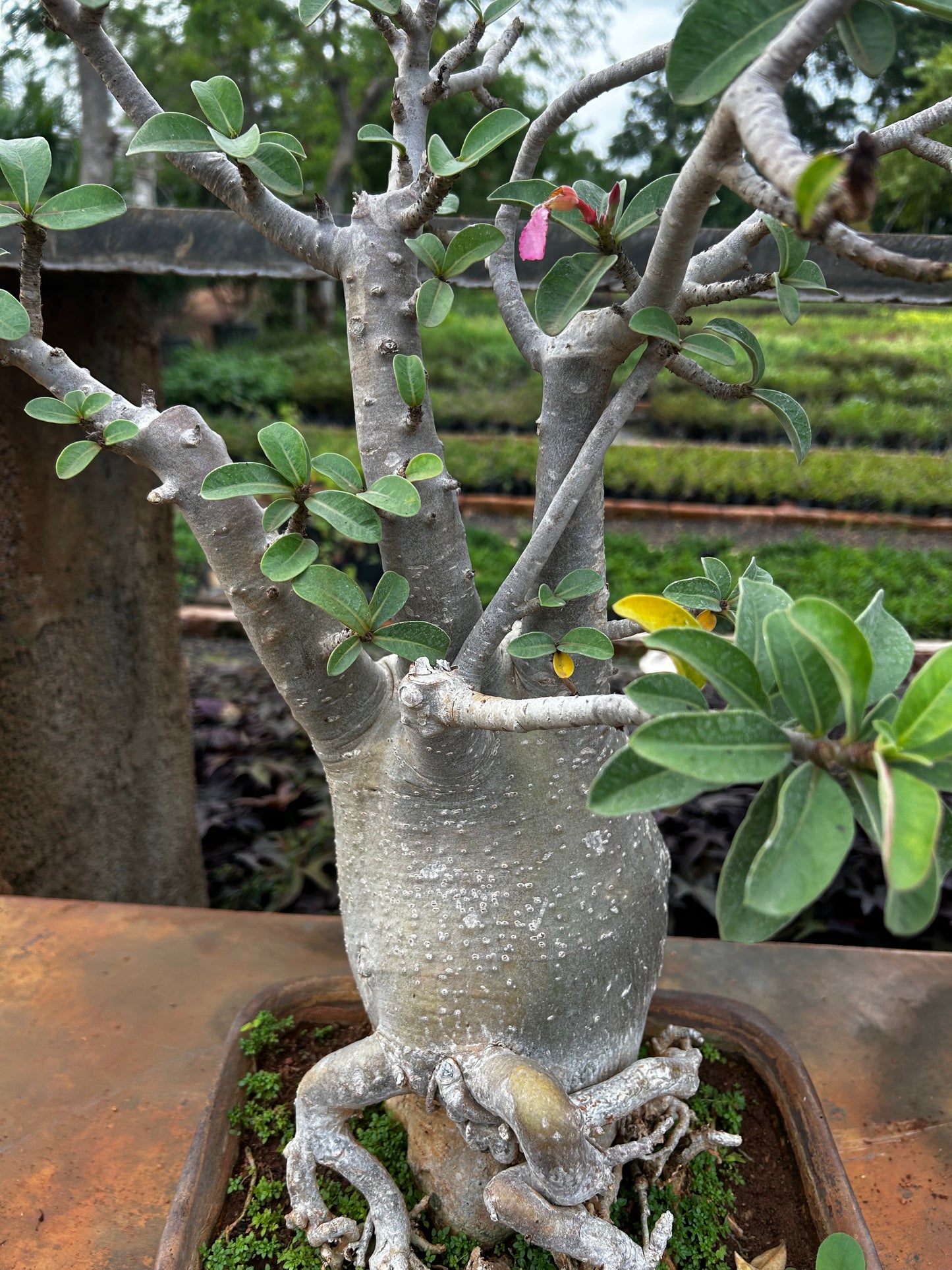 Adenium Bonsai – 15 to 18 Years Old | Desert Rose with Stunning Caudex & Timeless Beauty 05 + Premium White pot.