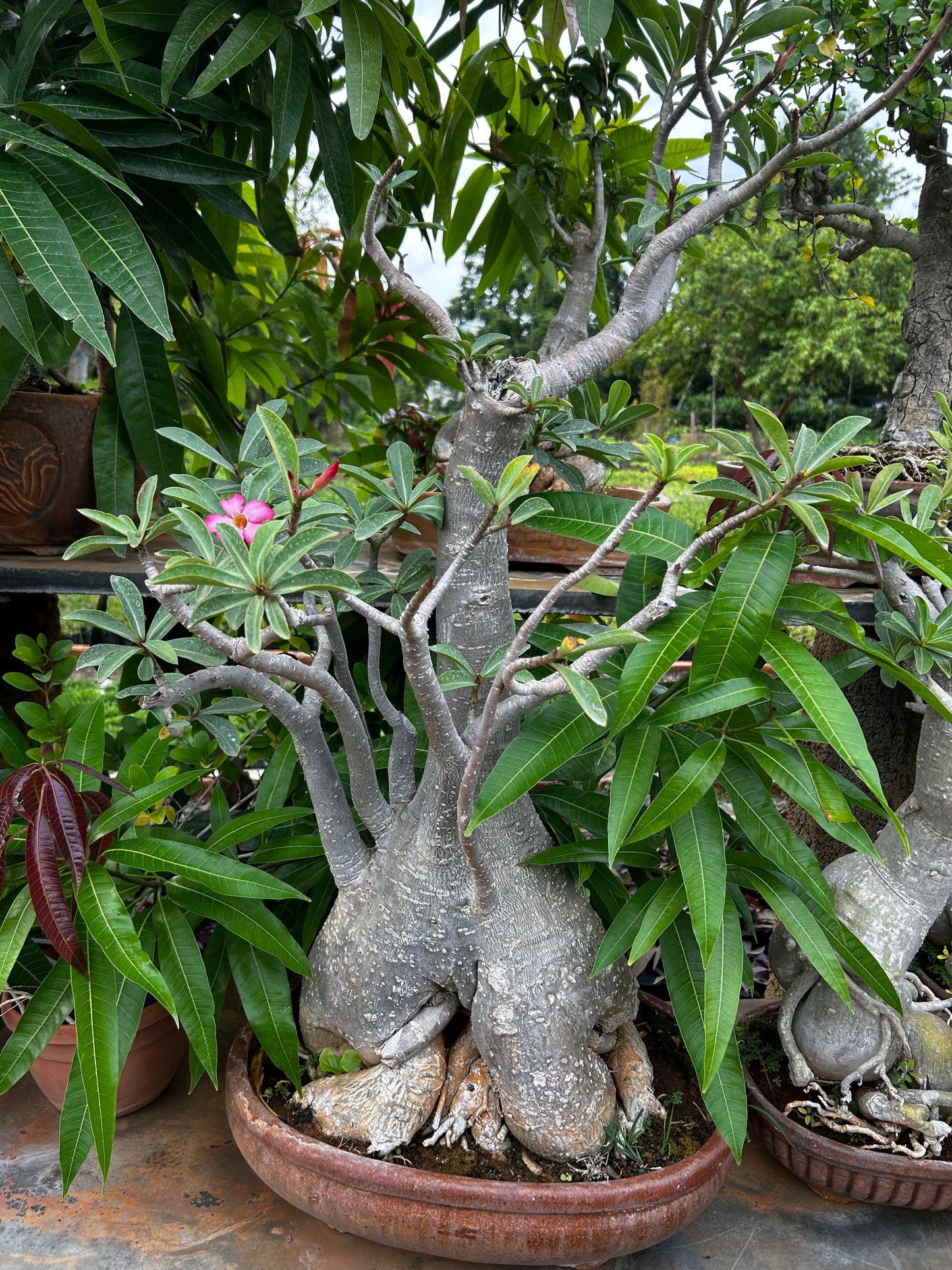 Adenium Bonsai – 15 to 18 Years Old | Desert Rose with Stunning Caudex & Timeless Beauty 07 + Premium White pot.