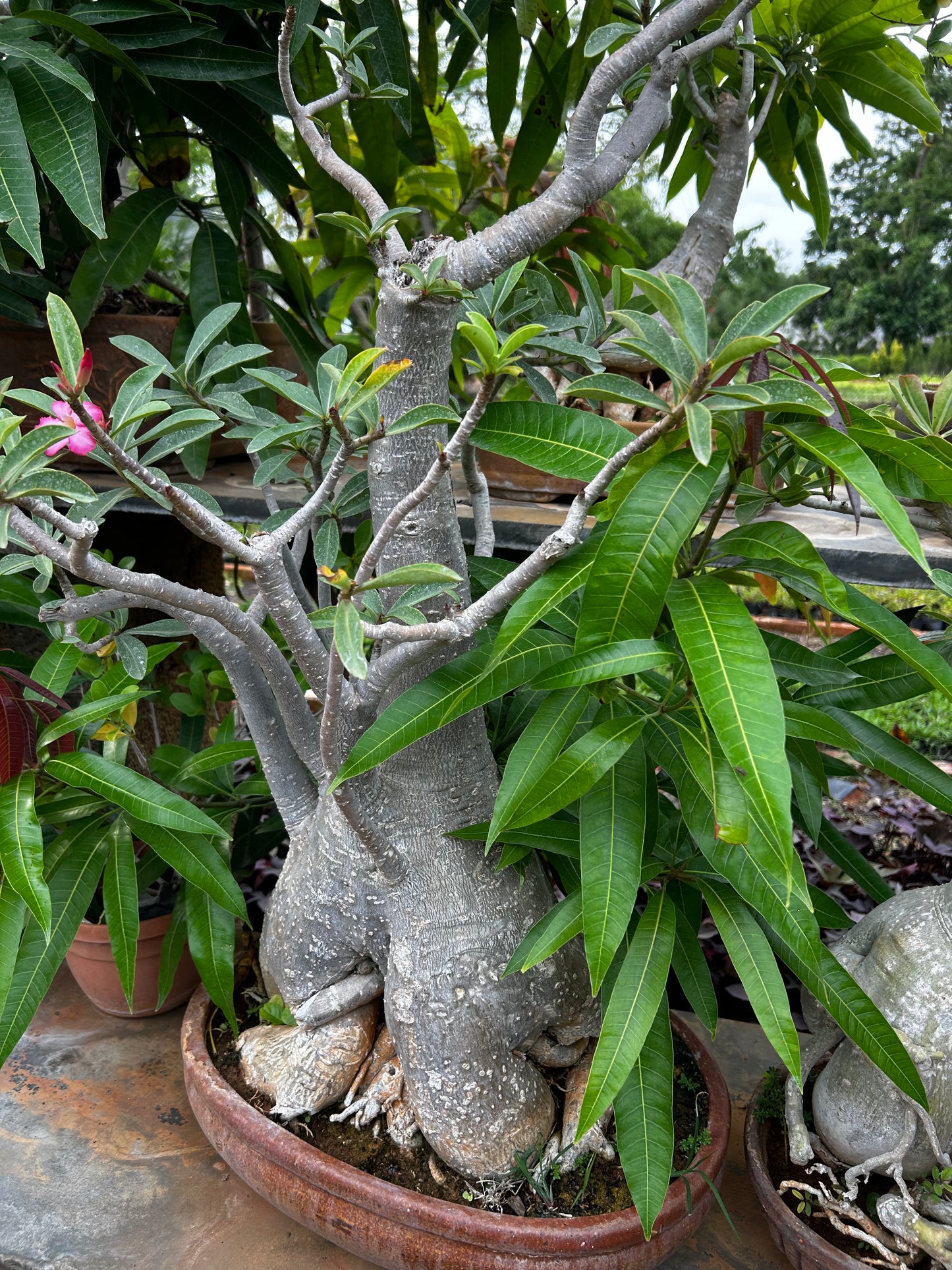 Adenium Bonsai – 15 to 18 Years Old | Desert Rose with Stunning Caudex & Timeless Beauty 07 + Premium White pot.