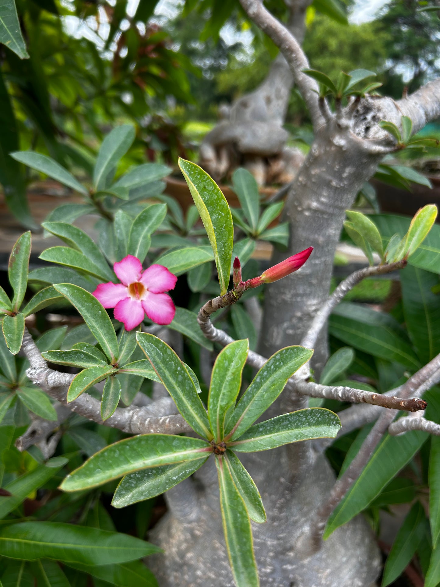 Adenium Bonsai – 15 to 18 Years Old | Desert Rose with Stunning Caudex & Timeless Beauty 07 + Premium White pot.