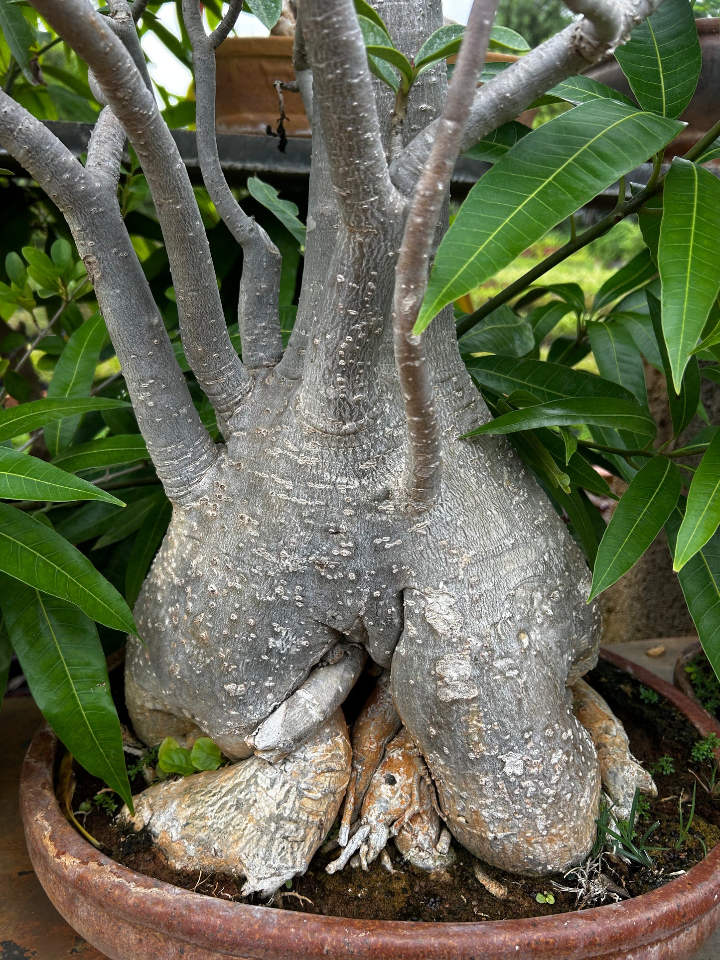 Adenium Bonsai – 15 to 18 Years Old | Desert Rose with Stunning Caudex & Timeless Beauty 07 + Premium White pot.