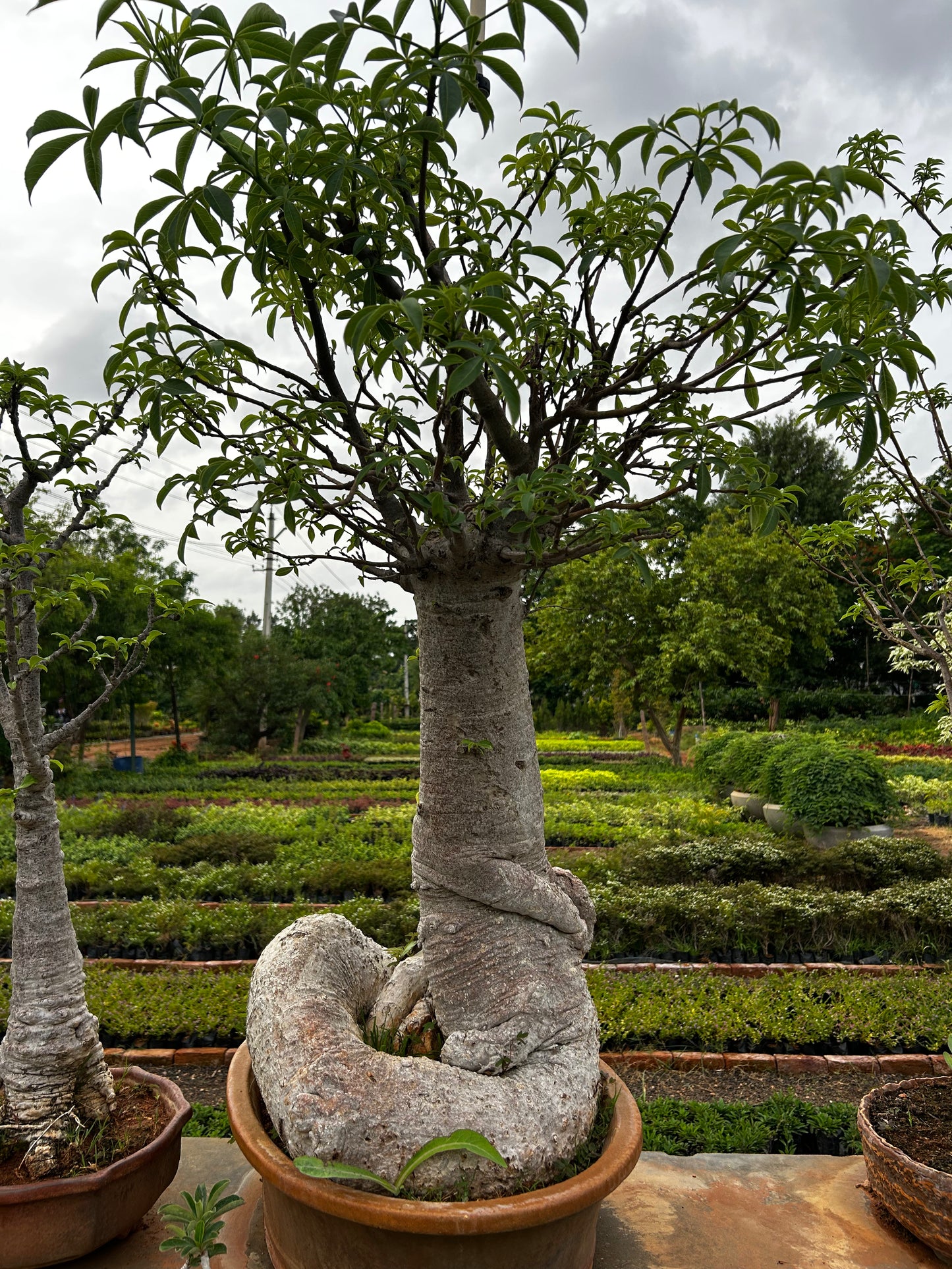 Adansonia Digitata Bonsai – 20+ Years Old | The African Baobab Miniature | Icon of Longevity & Strength + Premium White pot.