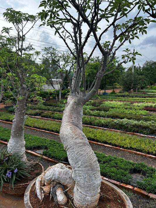 Adansonia Digitata Bonsai – 20+ Years Old | The African Baobab Miniature | Icon of Longevity & Strength 02 + Premium White pot.