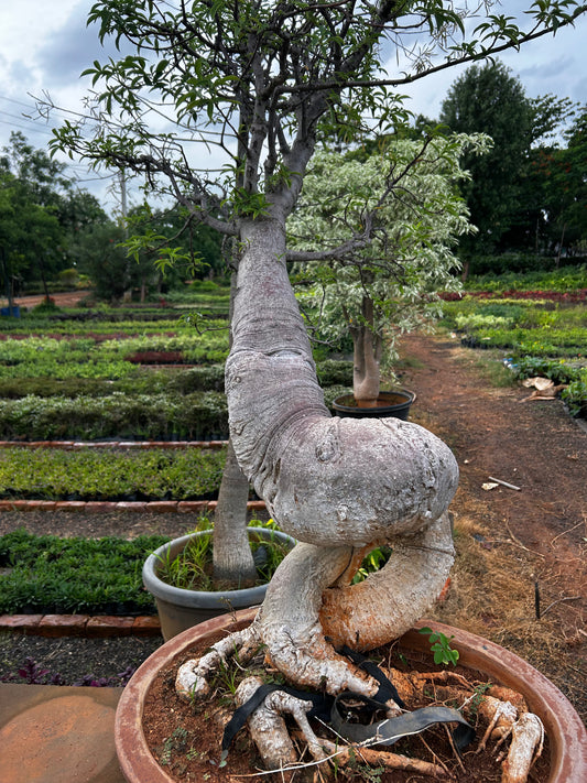 Adansonia Digitata Bonsai – 20+ Years Old | The African Baobab Miniature | Icon of Longevity & Strength + Premium White pot.