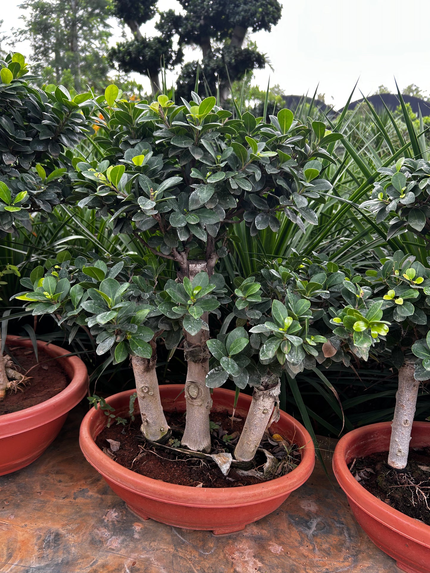 Ficus Bonsai – 10 Years Old | Timeless Elegance & Natural Air Purifier 03 + Premium White pot.