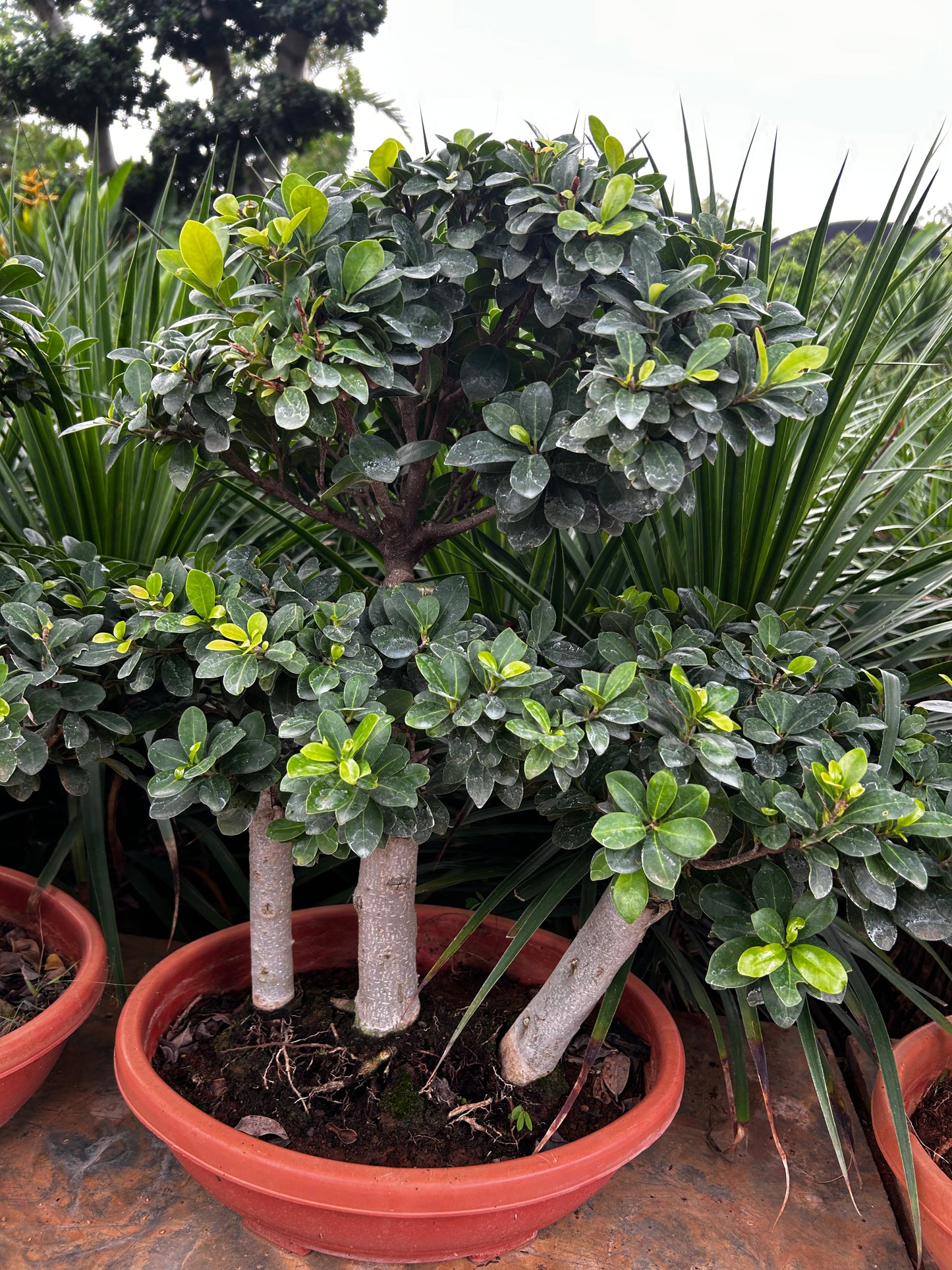 Ficus Bonsai – 10 Years Old | Timeless Elegance & Natural Air Purifier 03 + Premium White pot.