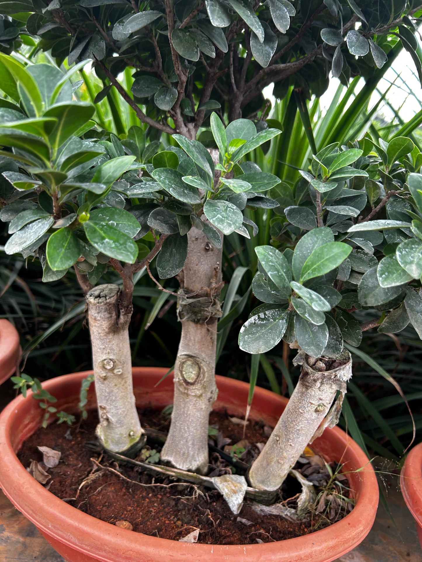 Ficus Bonsai – 10 Years Old | Timeless Elegance & Natural Air Purifier 03 + Premium White pot.