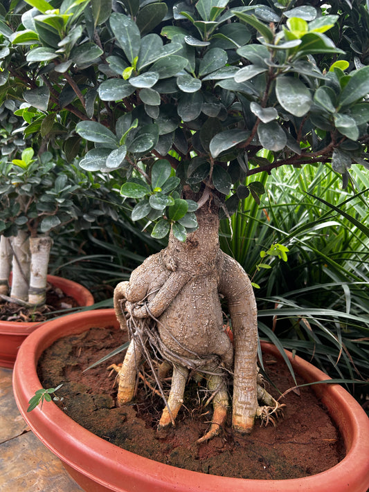 Ficus Bonsai – 10 Years Old | Timeless Elegance & Natural Air Purifier 04 + Premium White pot.