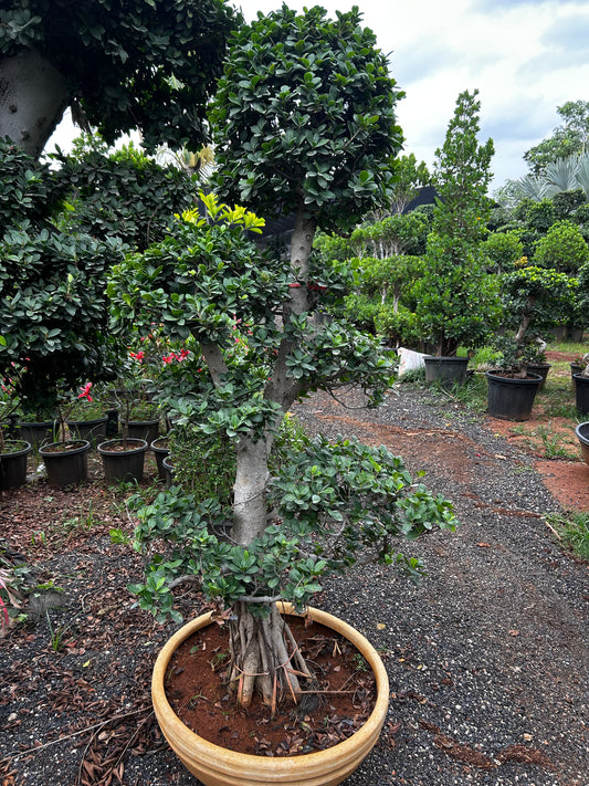Ficus Bonsai – 25 to 30 Years Old | Timeless Grace & Spiritual Energy | Collector’s Edition + Premium White pot.