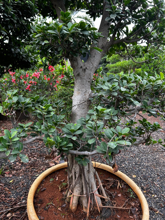 Ficus Bonsai – 25 to 30 Years Old | Timeless Grace & Spiritual Energy | Collector’s Edition + Premium White pot.
