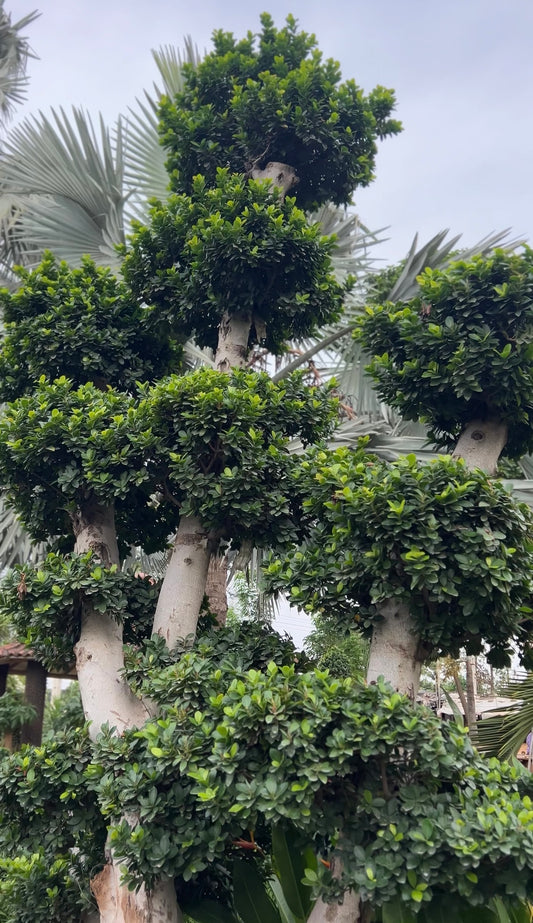 Ficus Bonsai – 60 Years Old | Museum-Grade Masterpiece | Symbol of Eternal Wisdom & Strength + Premium White pot.