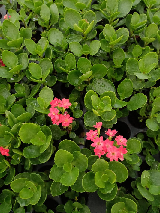 Kalanchoo Red Plant Sapling + Premium White pot.