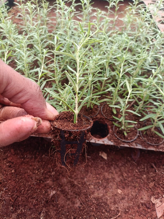 Rosemary Plant Sapling + Premium White pot.