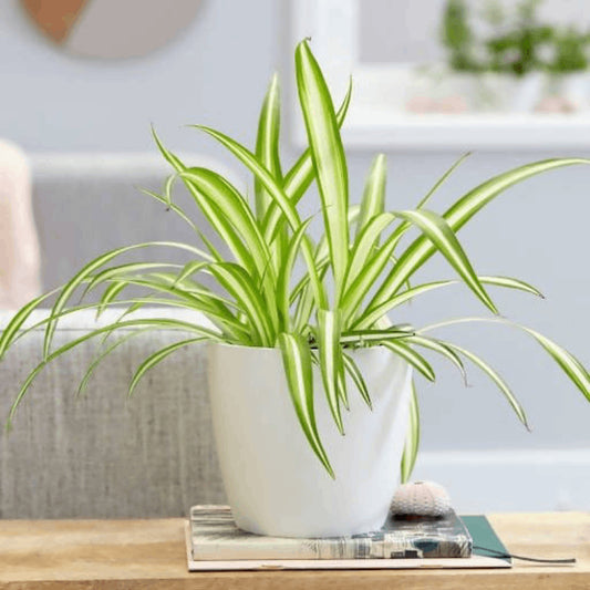 Spider Plant Sapling + Premium White pot.