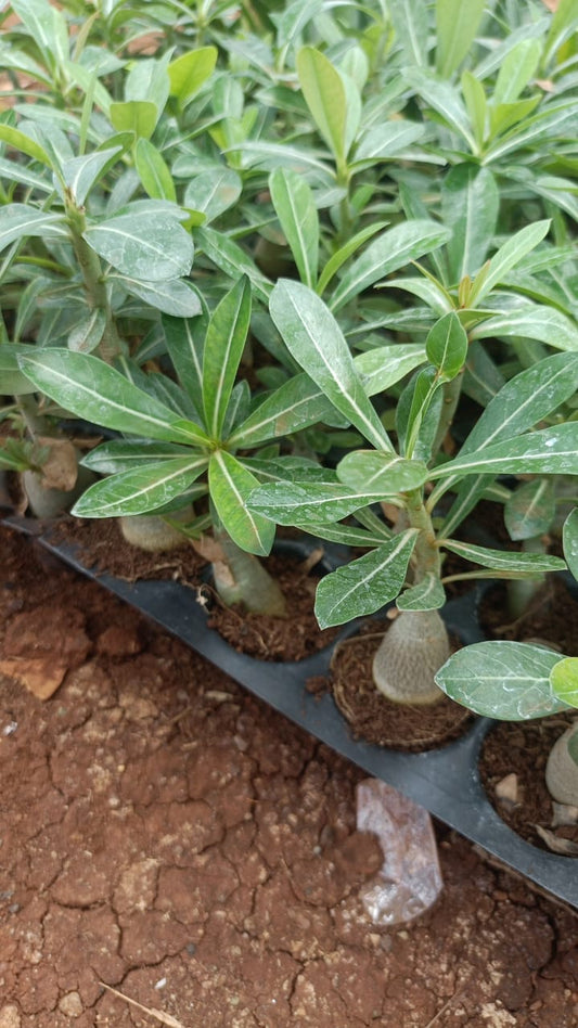 Adenium Plant Sapling + Premium White pot.