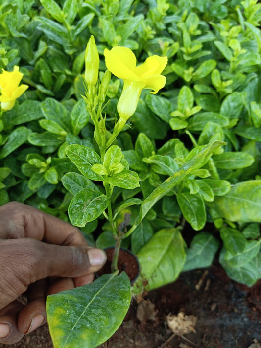 Almonda Creeper Plant Plant Sapling + Premium White pot.