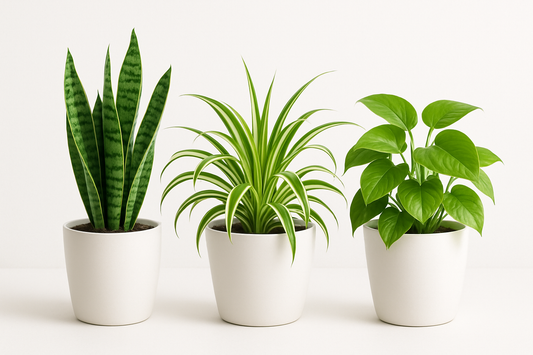 Healthy Home Trio – The Ultimate Oxygen Combo (Snake Plant + Spider + Money Plant) Plant Saplings + Premium White pot.
