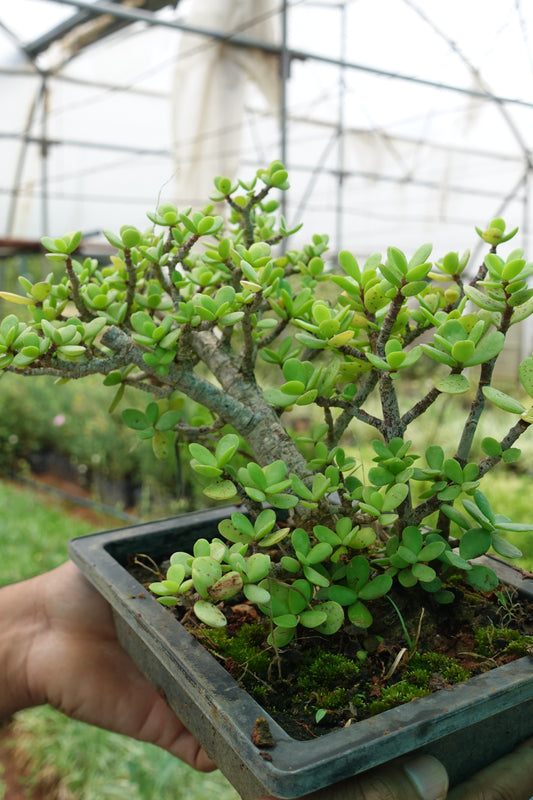 Jade Plant Plant Sapling + Premium White pot (Zade)