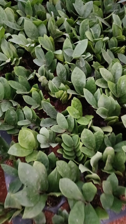 ZZ Plant Sapling + Premium White pot.